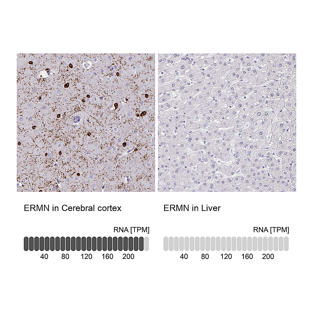 Atlas Antibodies Anti-ERMN Antibody
