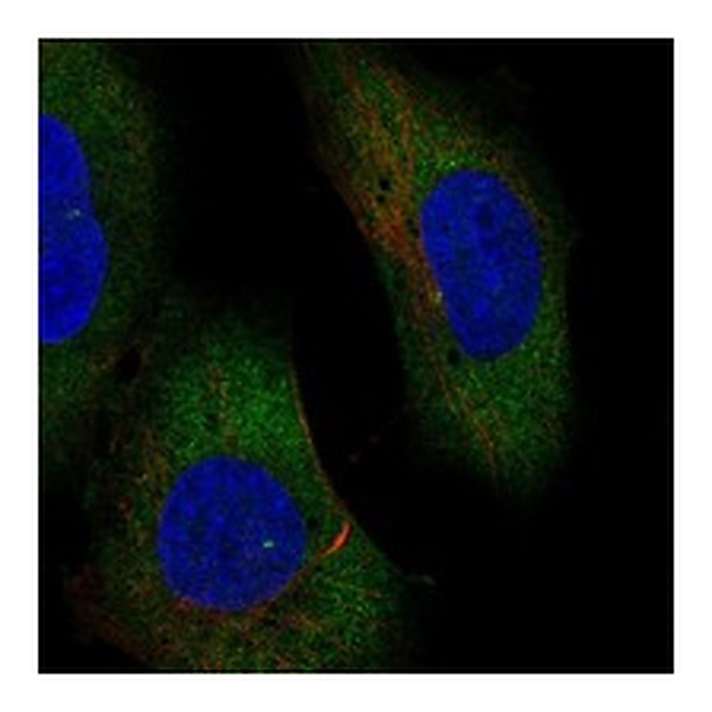 Atlas Antibodies Anti-ERVV-1 Antibody