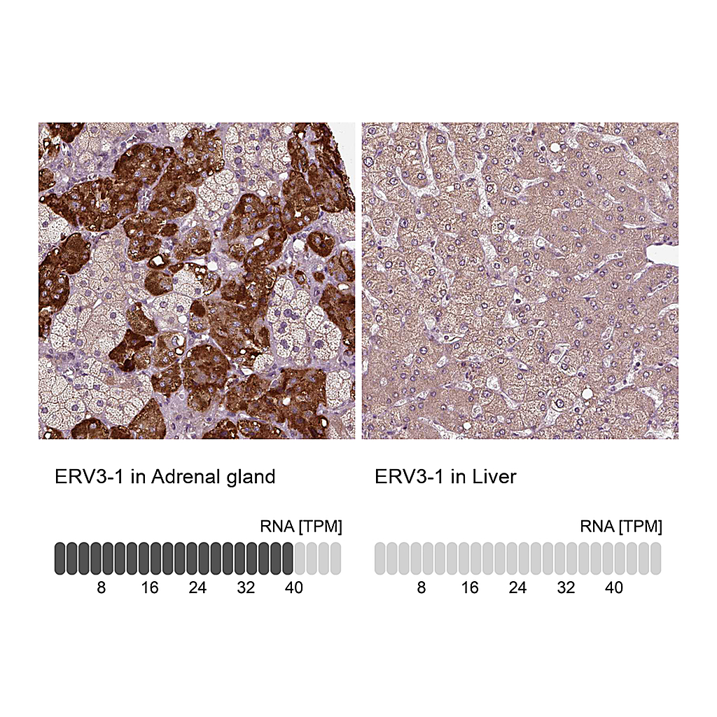 Atlas Antibodies Anti-ERV3-1 Antibody