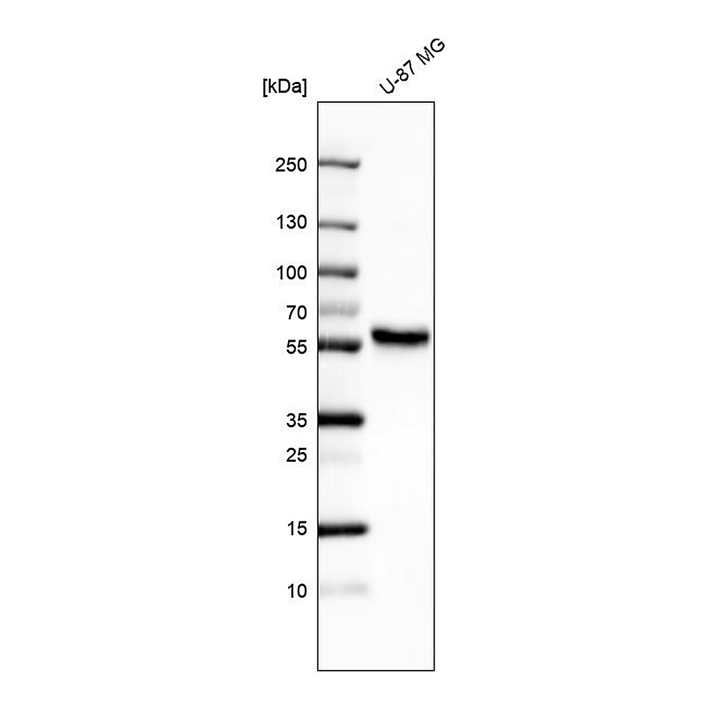 Atlas Antibodies Anti-ERRFI1 Antibody