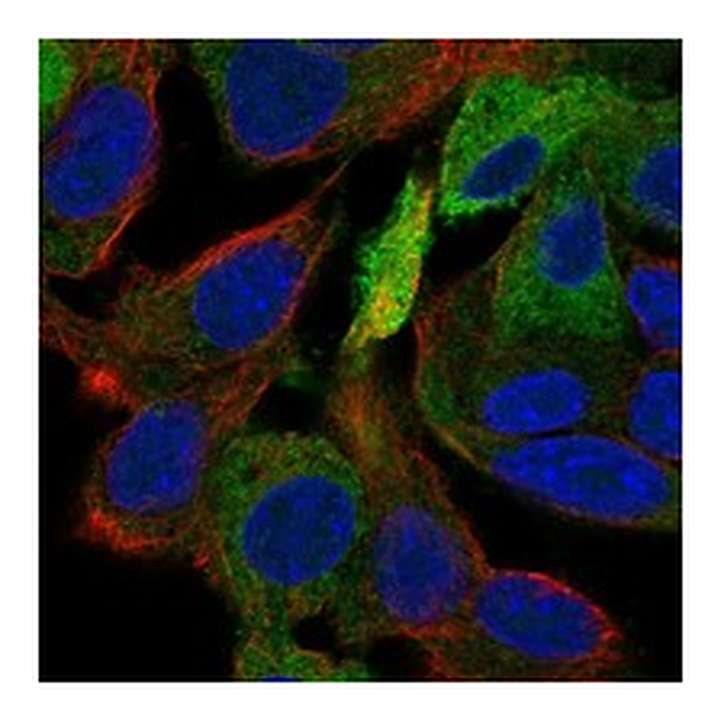 Atlas Antibodies Anti-ERRFI1 Antibody