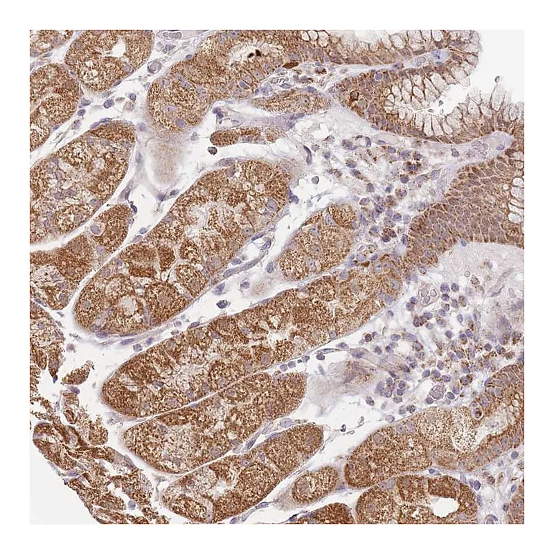 Atlas Antibodies Anti-ESRP2 Antibody