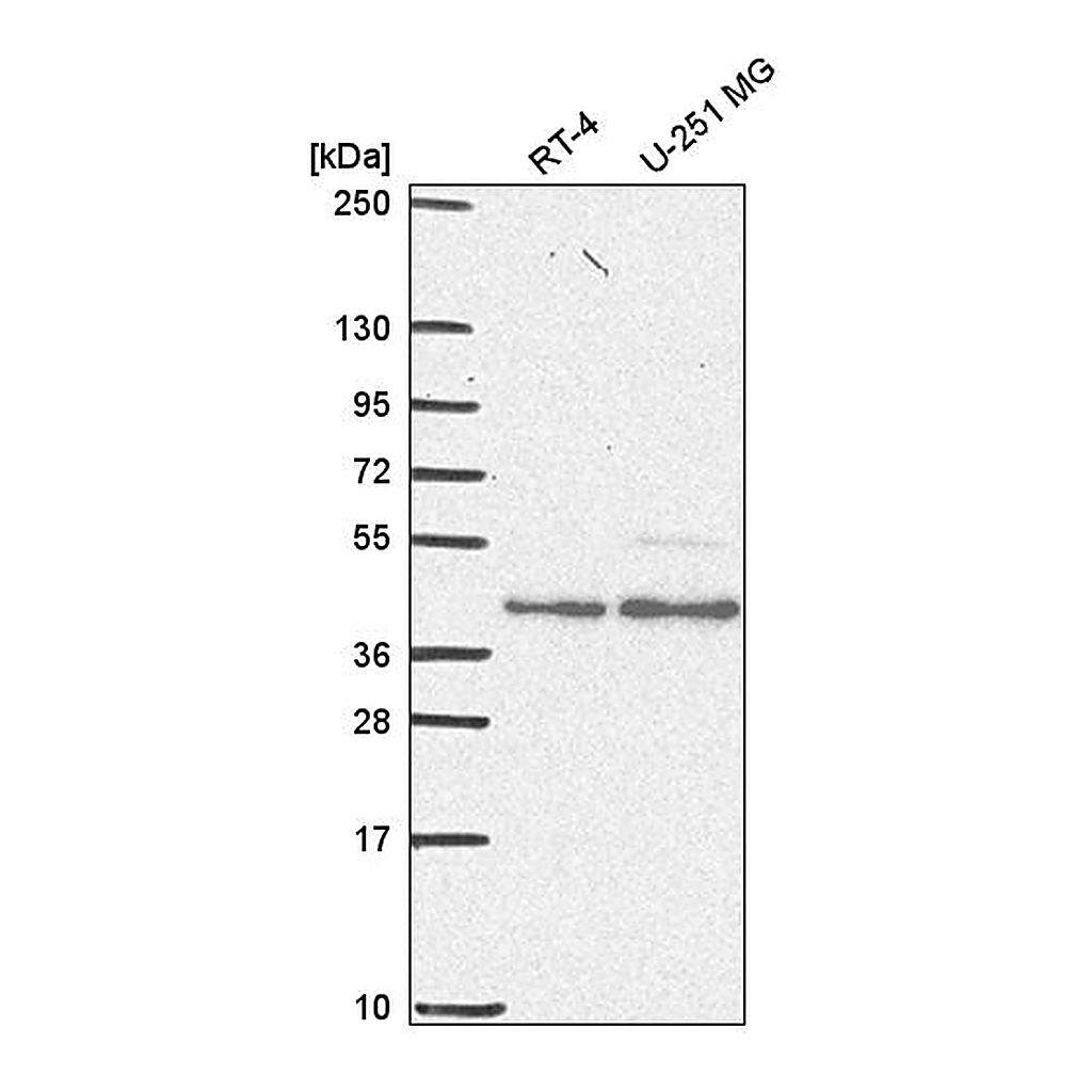 Atlas Antibodies Anti-ESRRA Antibody