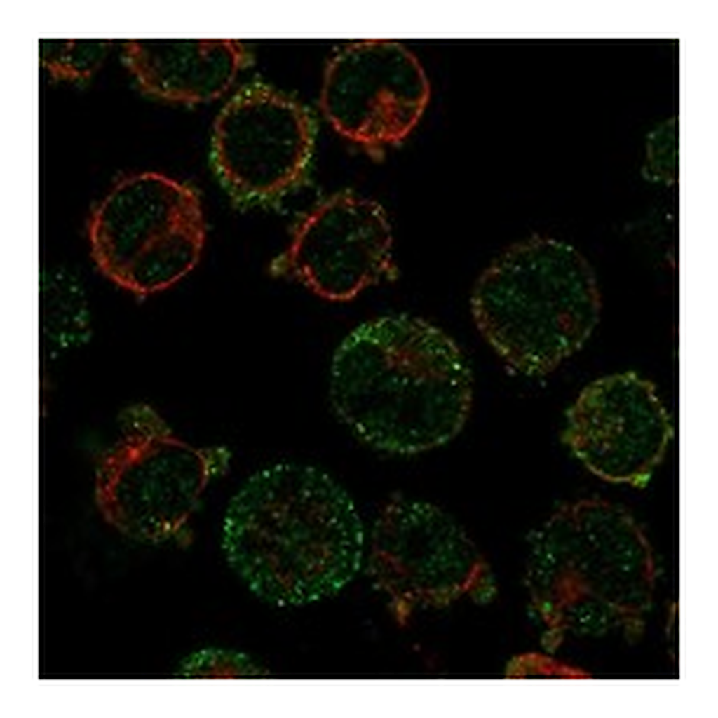 Atlas Antibodies Anti-ESRRB Antibody