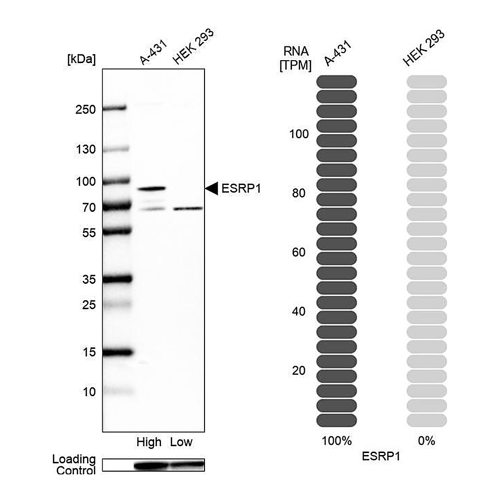 Atlas Antibodies Anti-ESRP1 Antibody
