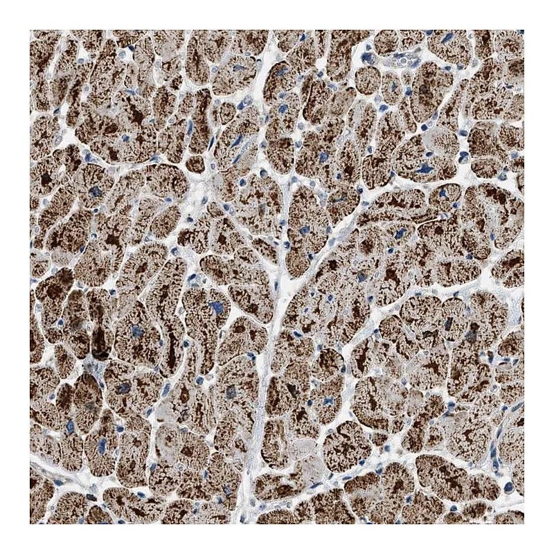 Atlas Antibodies Anti-ETFB Antibody