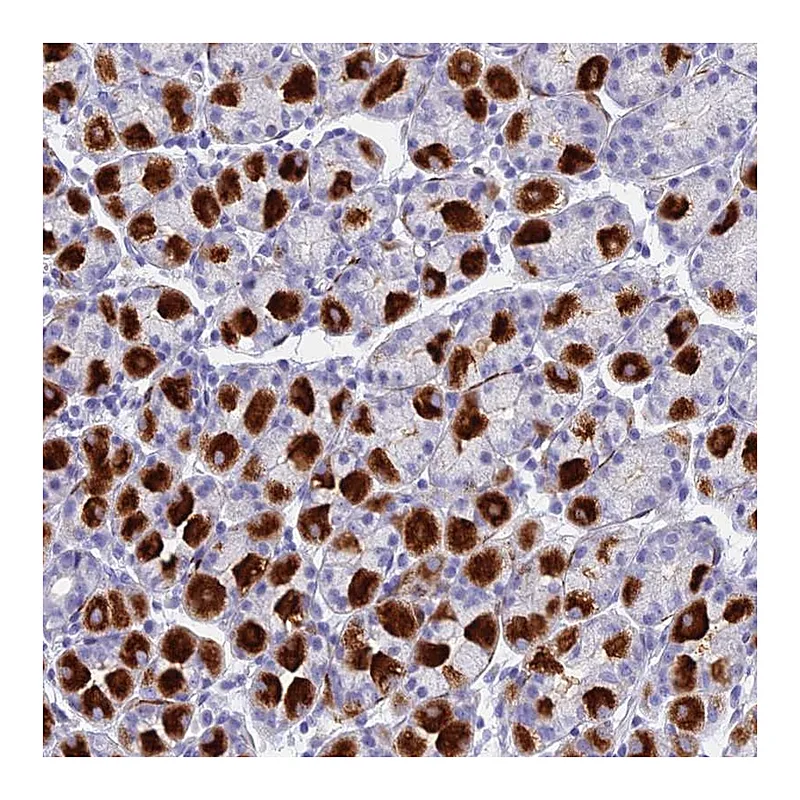 Atlas Antibodies Anti-ETFRF1 Antibody