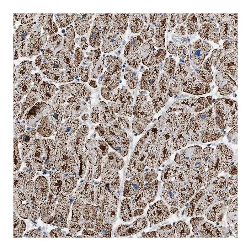 Atlas Antibodies Anti-ETFB Antibody