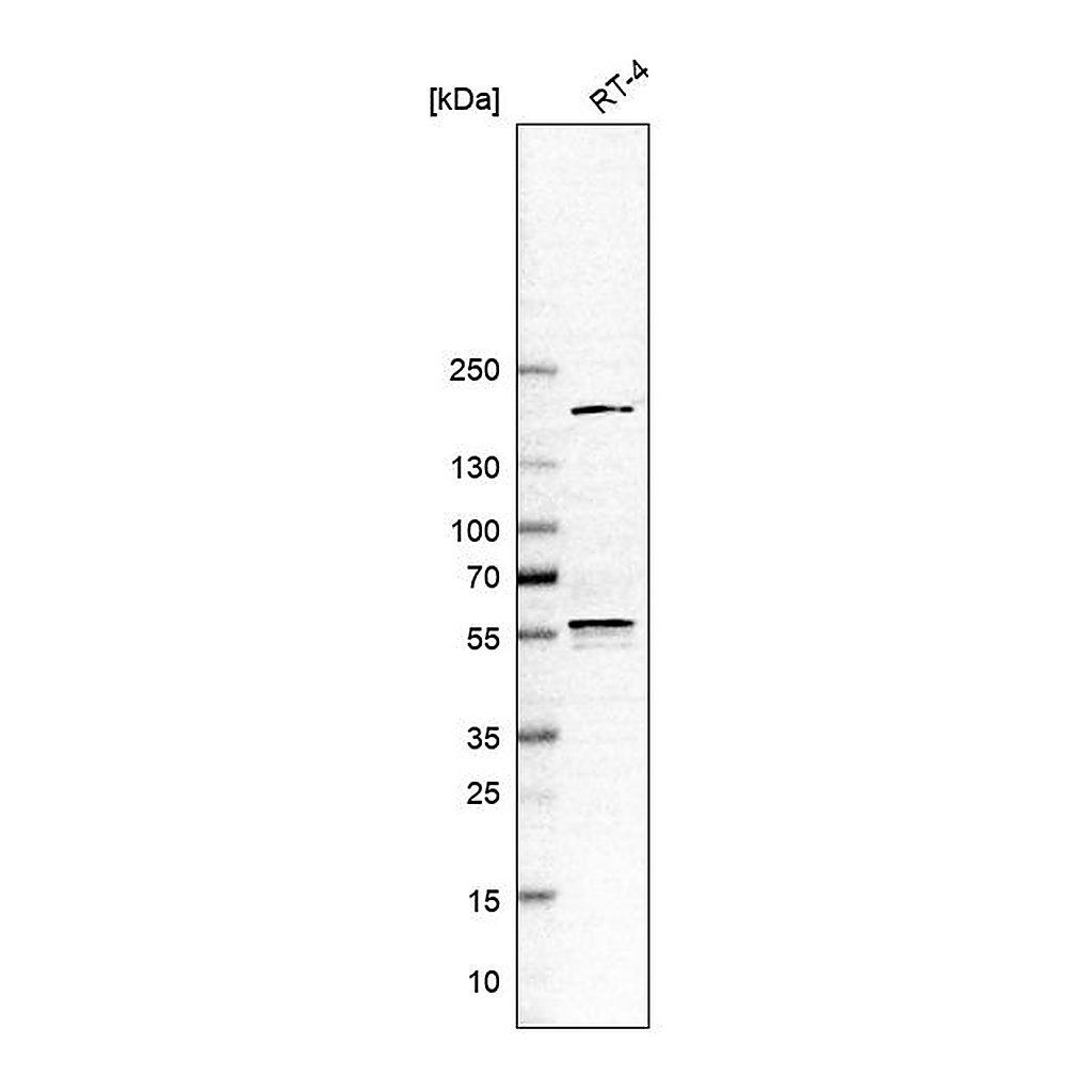 Atlas Antibodies Anti-ETV3 Antibody