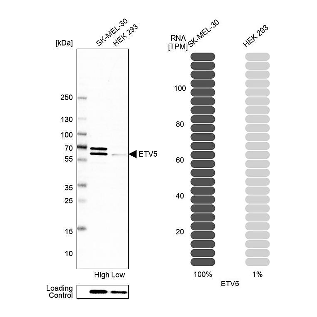 Atlas Antibodies Anti-ETV5 Antibody