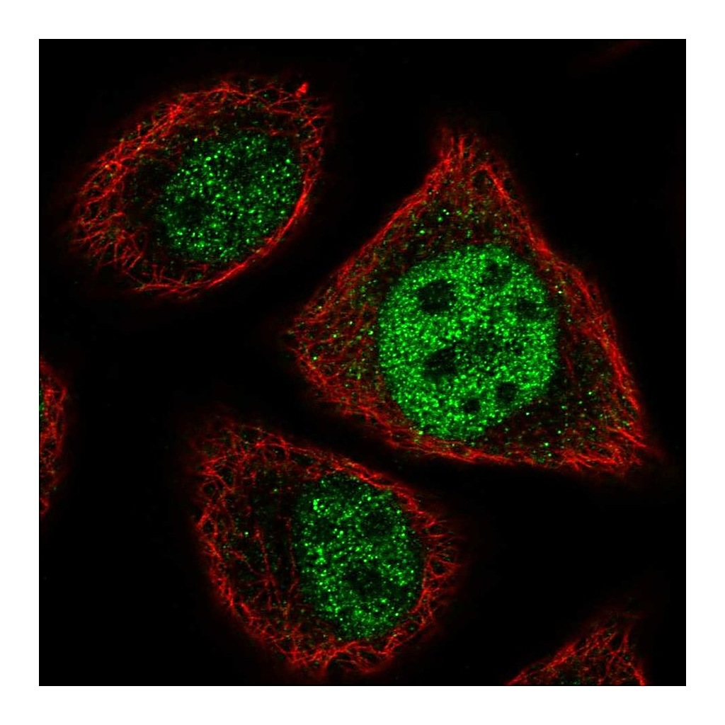 Atlas Antibodies Anti-ETV7 Antibody