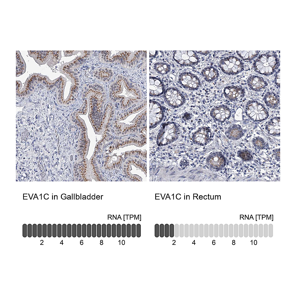 Atlas Antibodies Anti-EVA1C Antibody