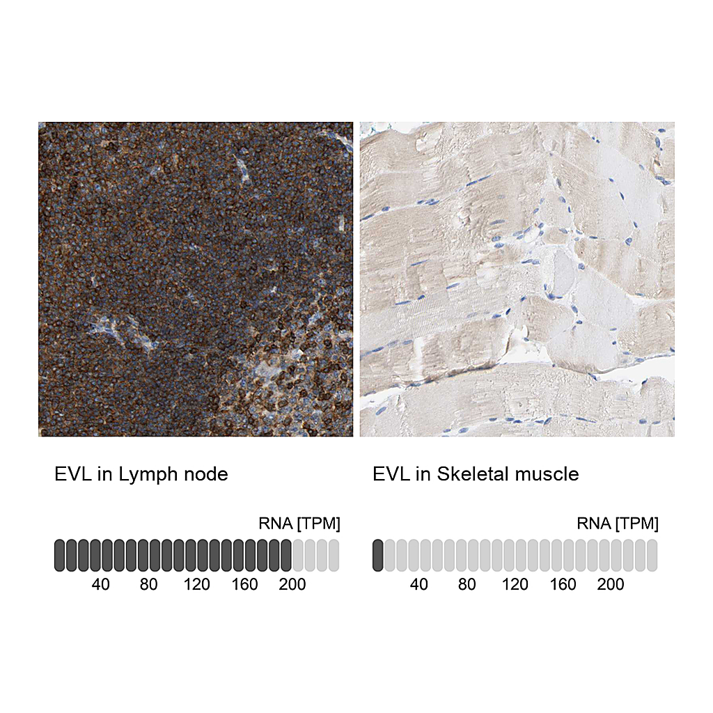 Atlas Antibodies Anti-EVL Antibody
