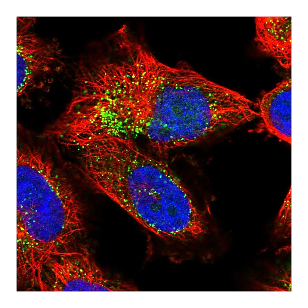 Atlas Antibodies Anti-EXOC2 Antibody