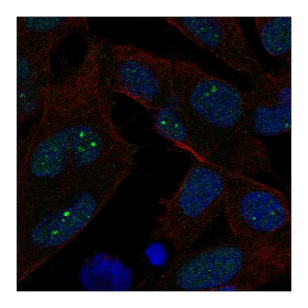 Atlas Antibodies Anti-EXO1 Antibody