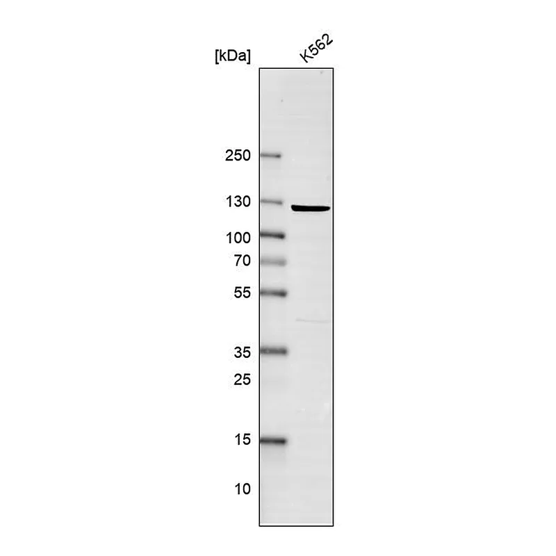 Atlas Antibodies Anti-EXO1 Antibody