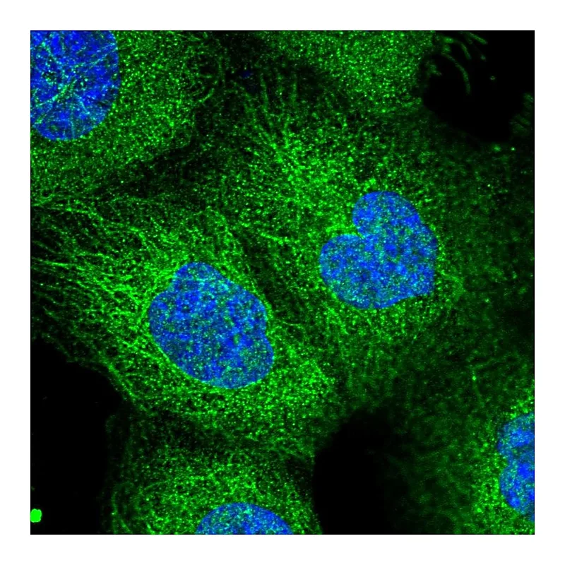Atlas Antibodies Anti-EXOC1 Antibody