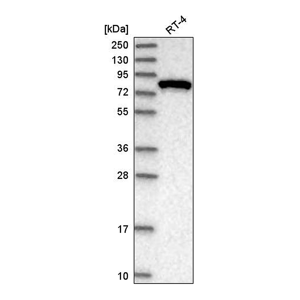 Atlas Antibodies Anti-EXOC3 Antibody
