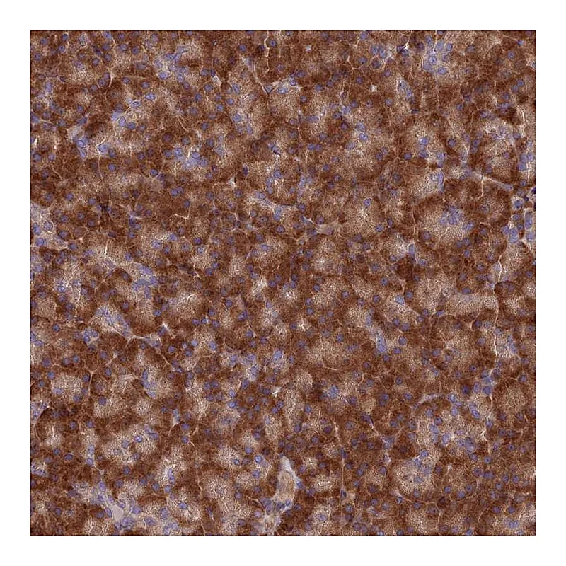 Atlas Antibodies Anti-EXOC3L4 Antibody
