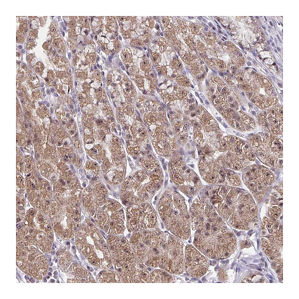 Atlas Antibodies Anti-EXOC6B Antibody