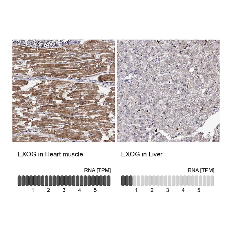 Atlas Antibodies Anti-EXOG Antibody