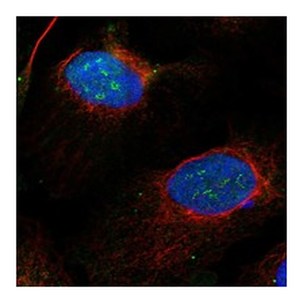 Atlas Antibodies Anti-EXOSC8 Antibody