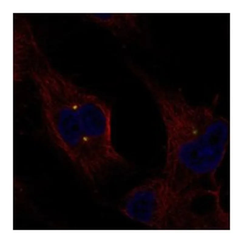 Atlas Antibodies Anti-EXTL1 Antibody