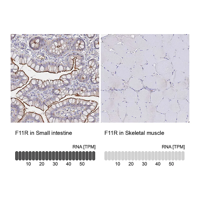 Atlas Antibodies Anti-F11R Antibody