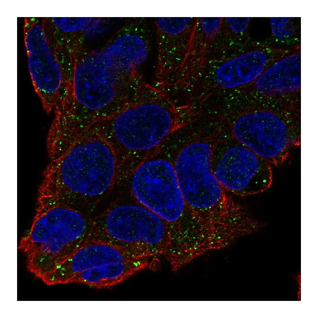 Atlas Antibodies Anti-F11 Antibody