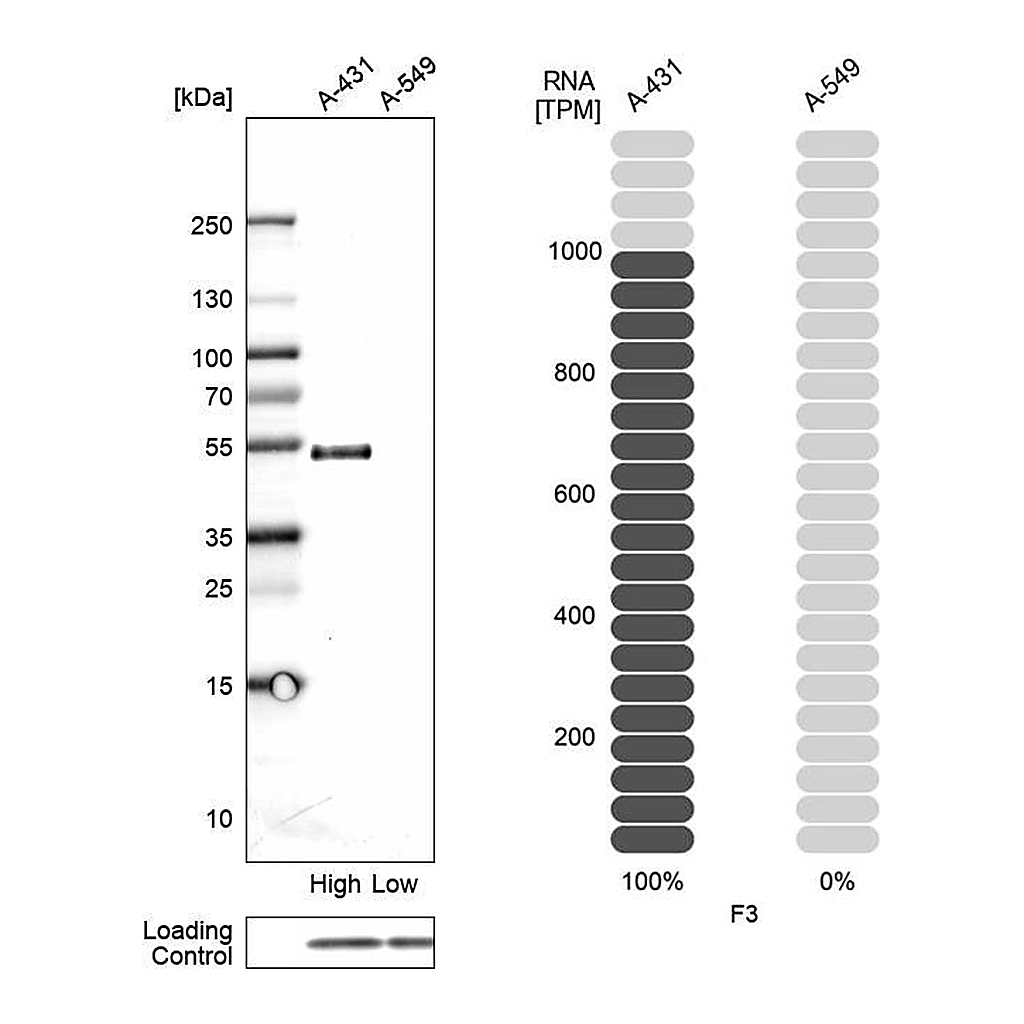 Atlas Antibodies Anti-F3 Antibody