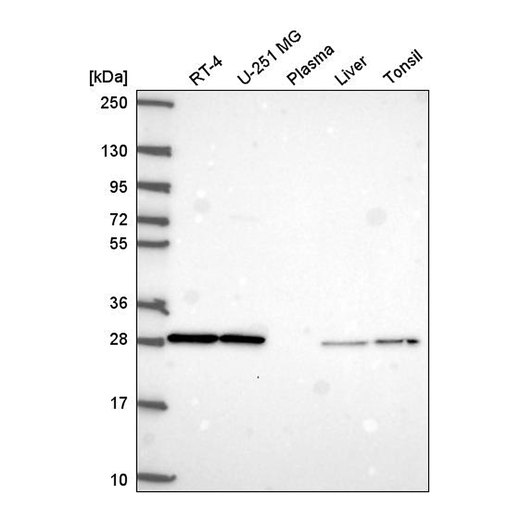 Atlas Antibodies Anti-F3 Antibody