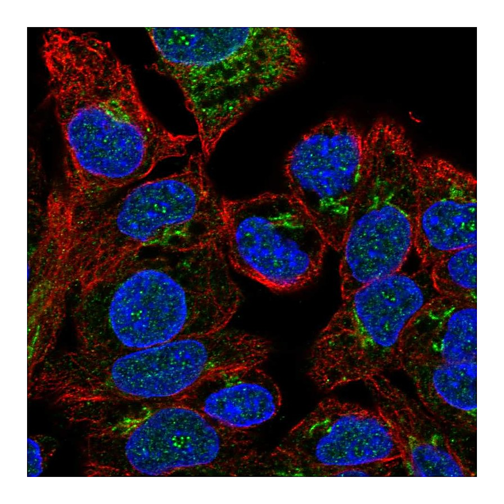 Atlas Antibodies Anti-F5 Antibody