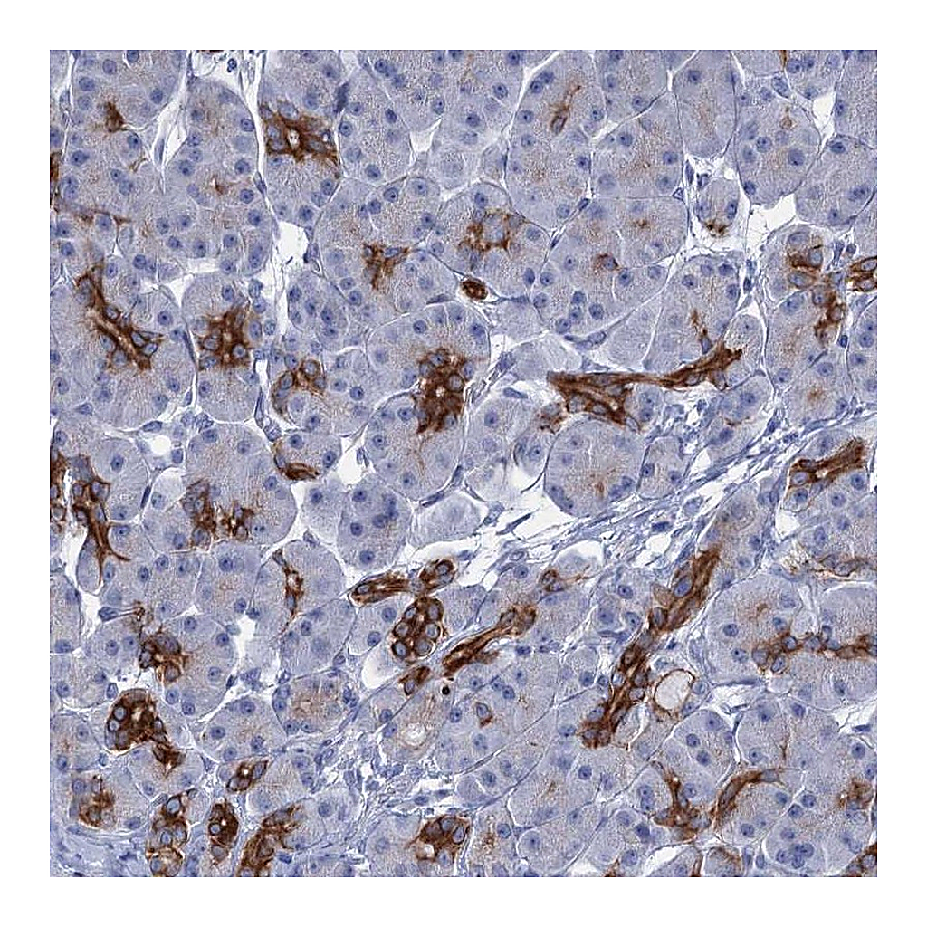 Atlas Antibodies Anti-FAAP20 Antibody