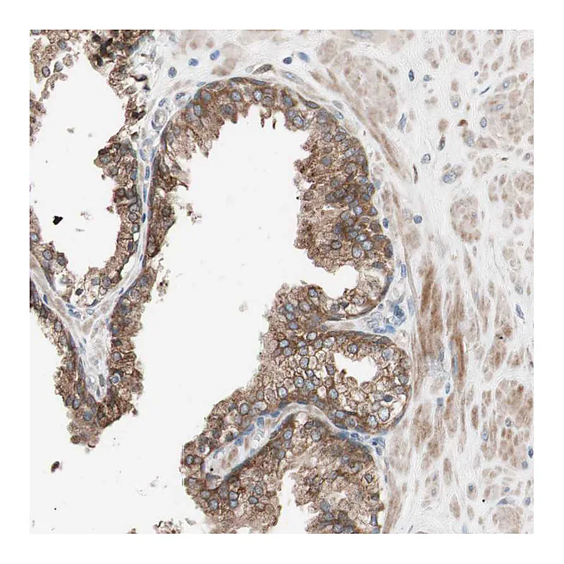 Atlas Antibodies Anti-FAAH Antibody