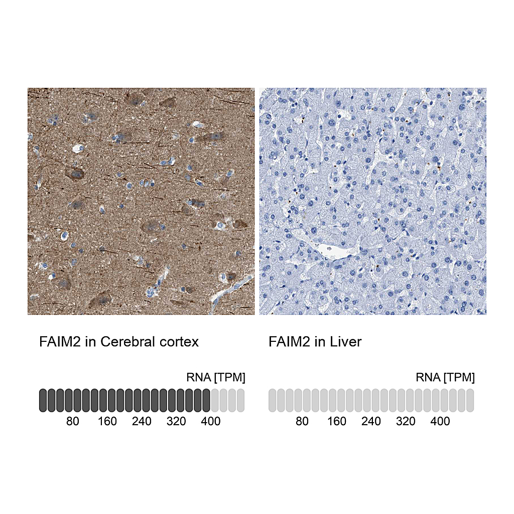 Atlas Antibodies Anti-FAIM2 Antibody