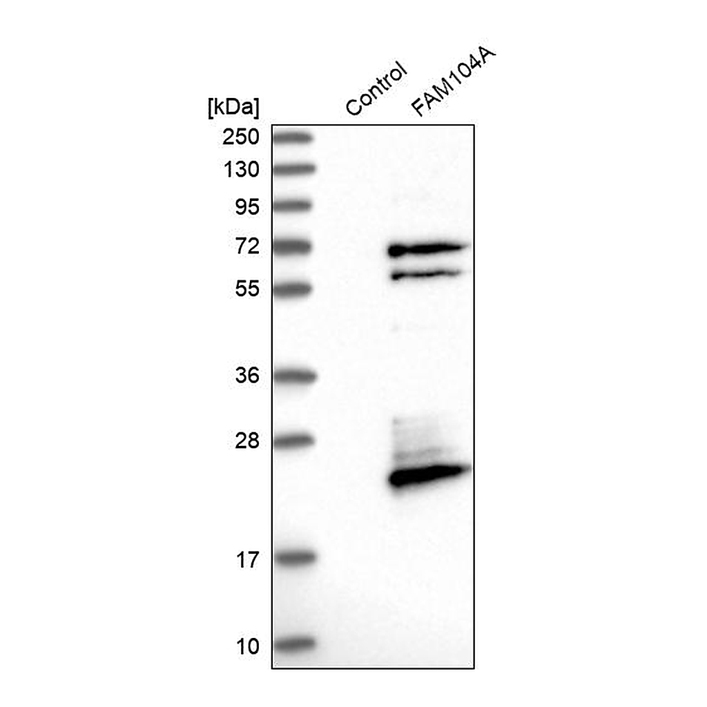 Atlas Antibodies Anti-FAM104A Antibody
