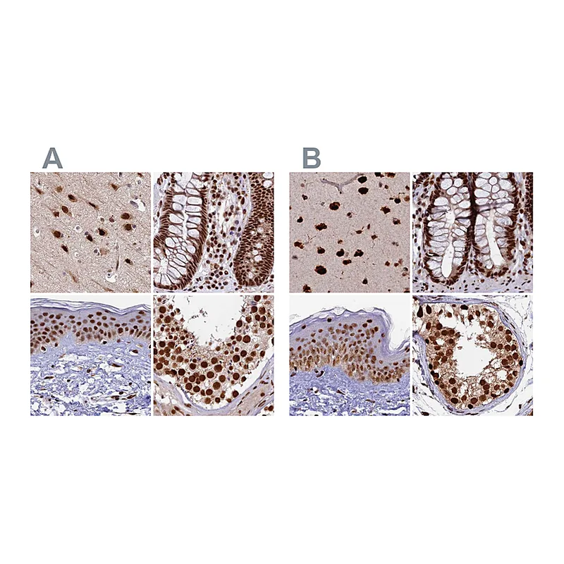 Atlas Antibodies Anti-FAM103A1 Antibody