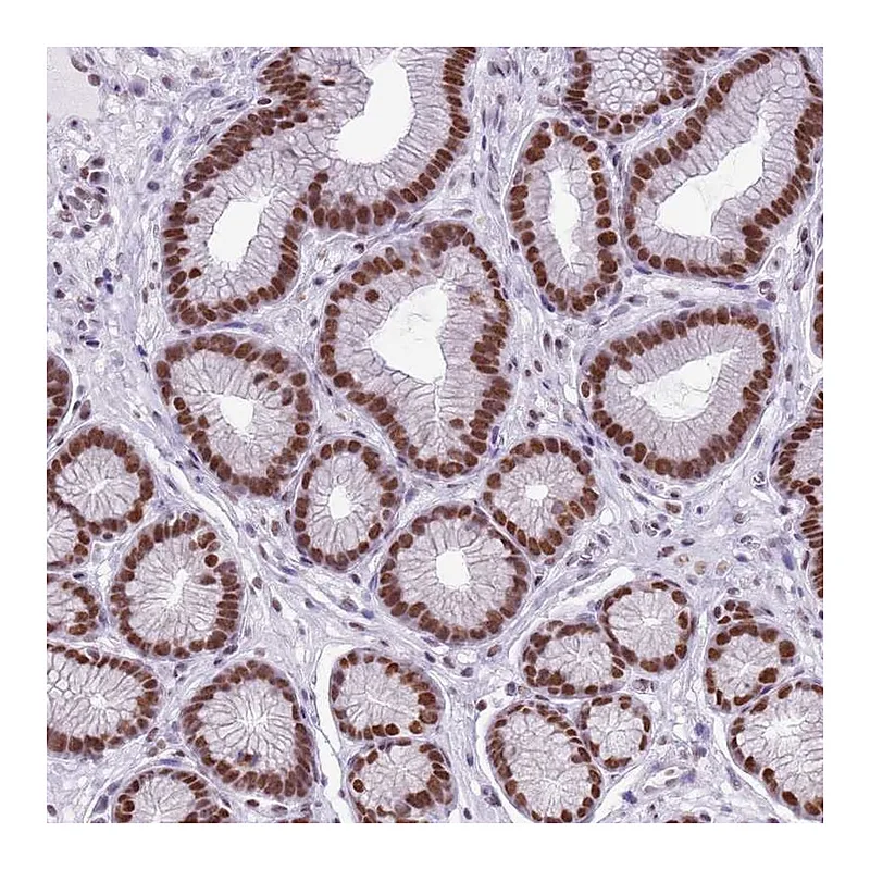 Atlas Antibodies Anti-FAM104B Antibody