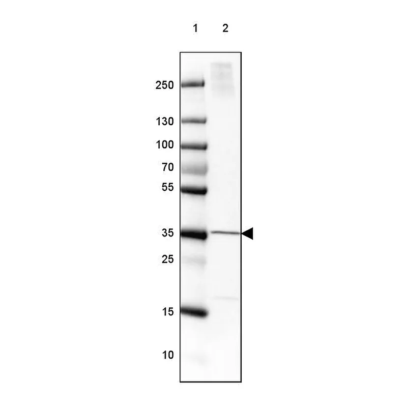 Atlas Antibodies Anti-FAM107B Antibody
