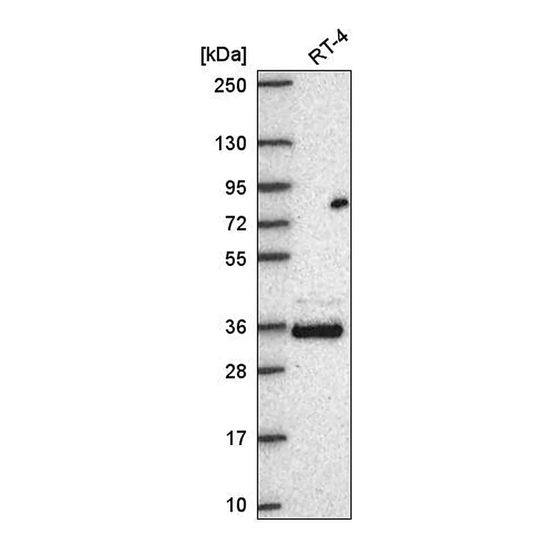 Atlas Antibodies Anti-FAM110A Antibody
