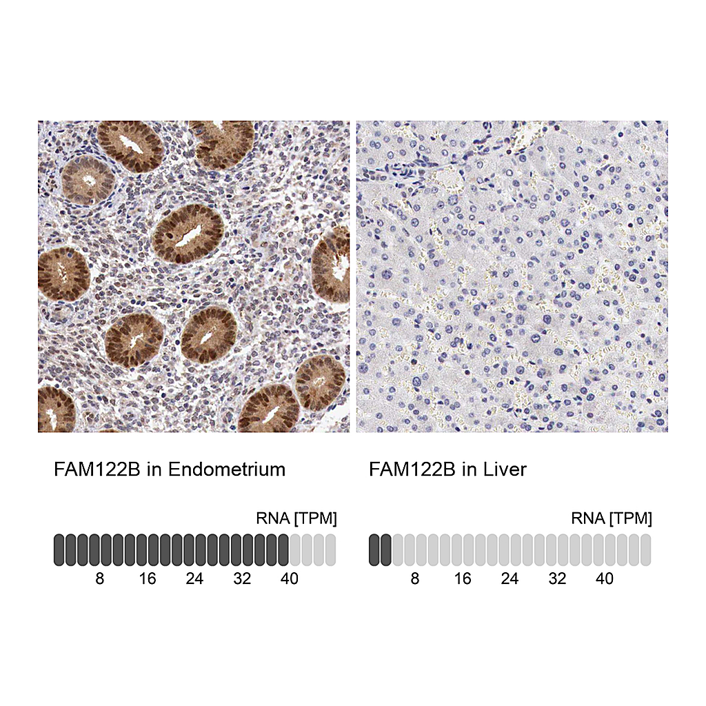 Atlas Antibodies Anti-FAM122B Antibody