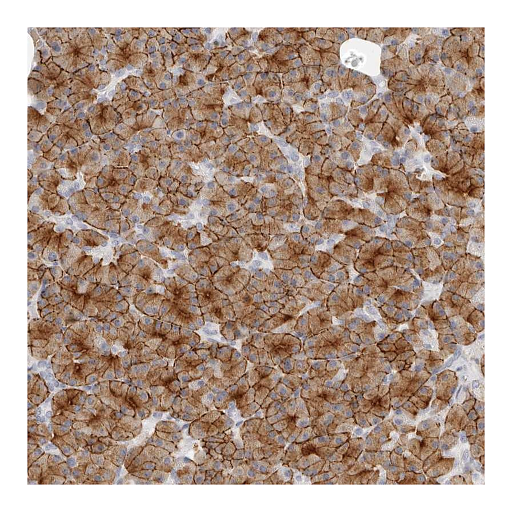 Atlas Antibodies Anti-FAM129A Antibody