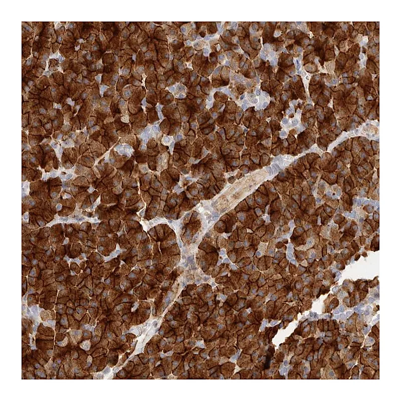 Atlas Antibodies Anti-FAM129A Antibody