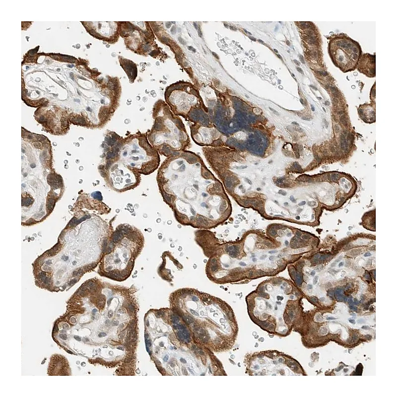 Atlas Antibodies Anti-FAM129B Antibody