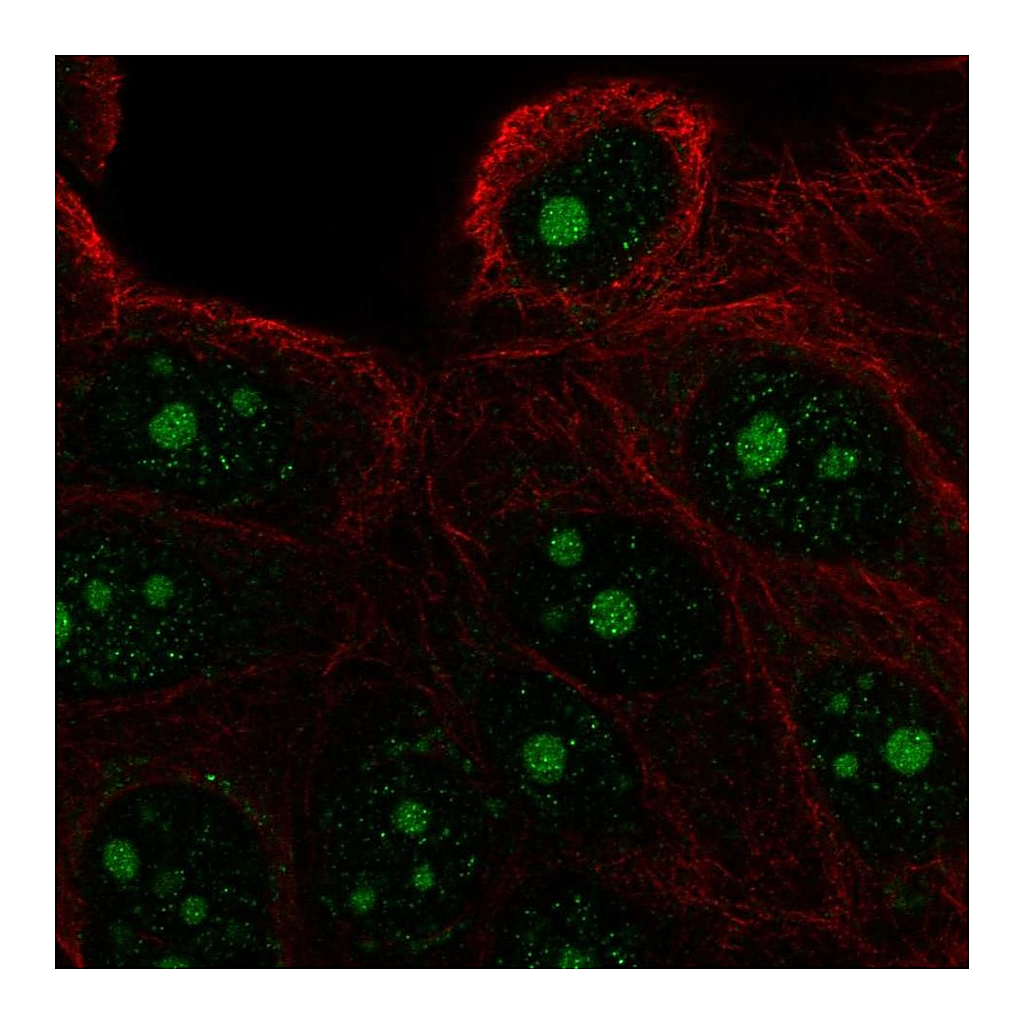 Atlas Antibodies Anti-FAM133A Antibody