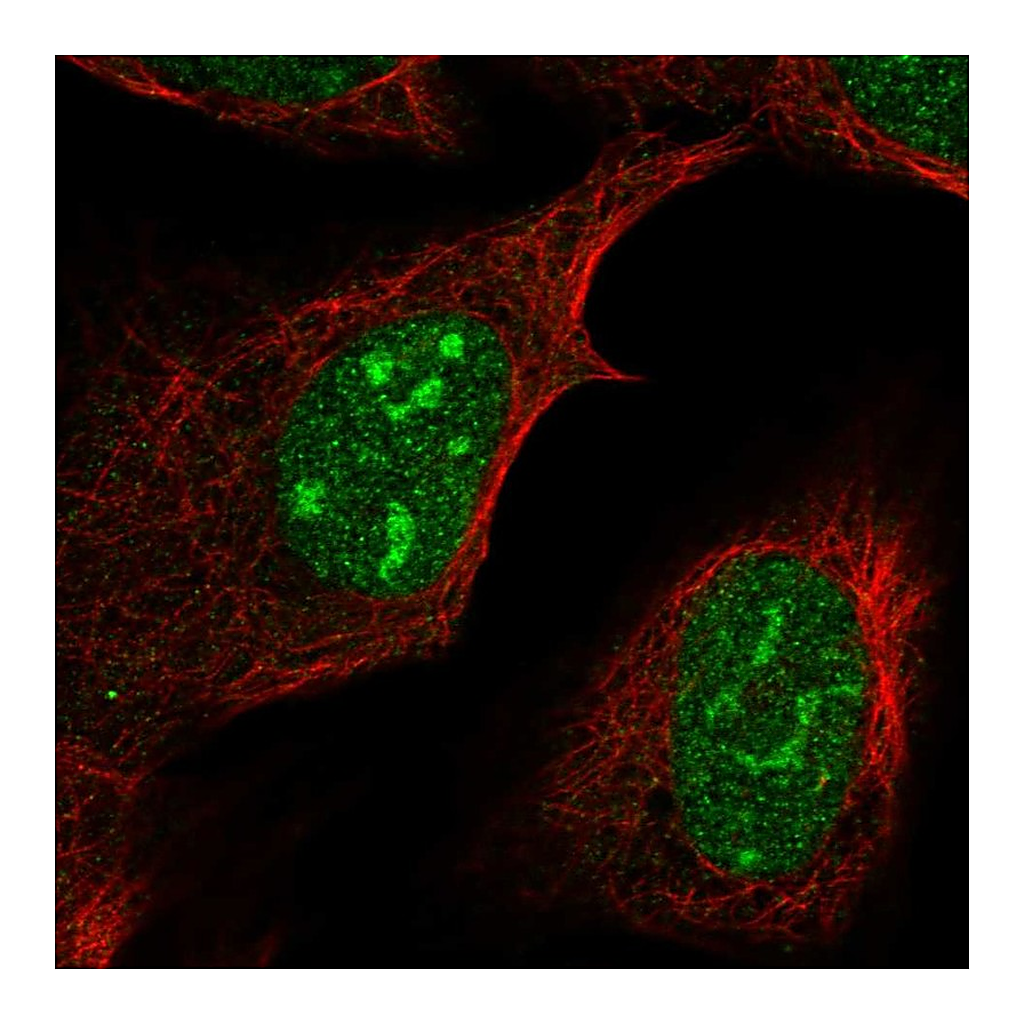 Atlas Antibodies Anti-FAM133B Antibody