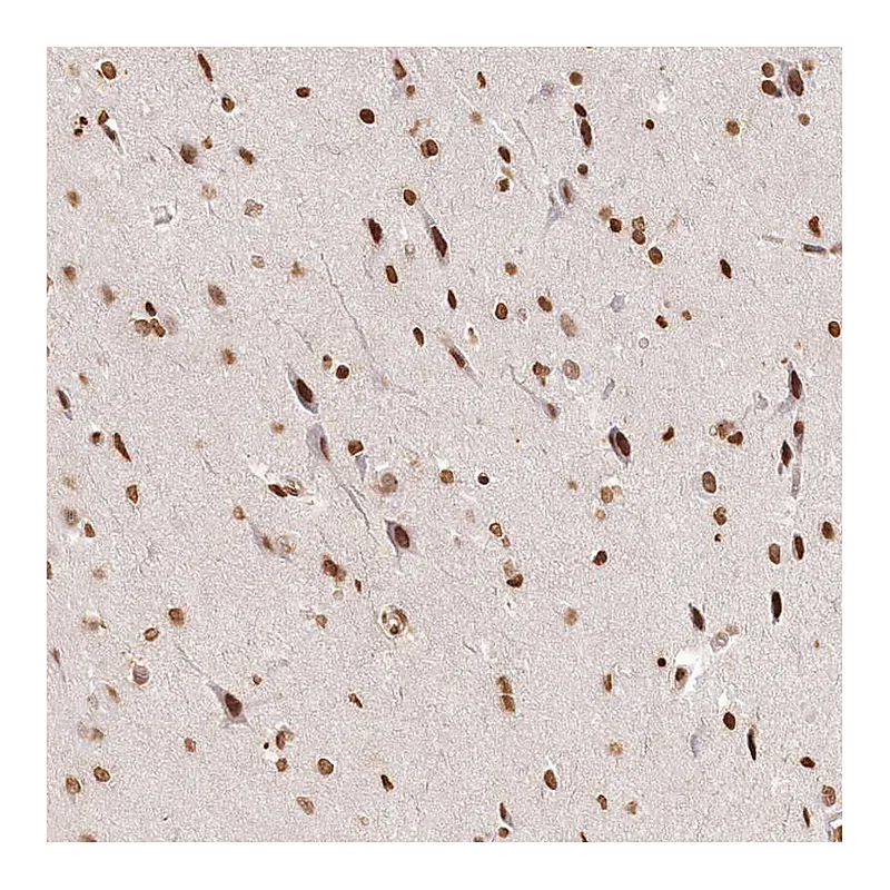 Atlas Antibodies Anti-FAM13A Antibody