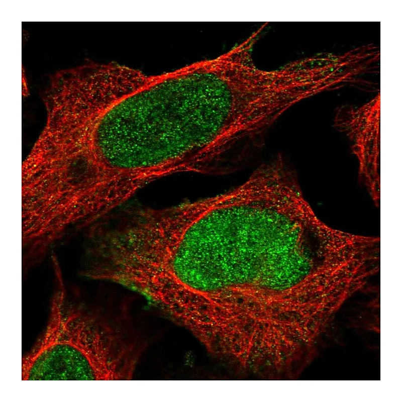 Atlas Antibodies Anti-FAM13B Antibody