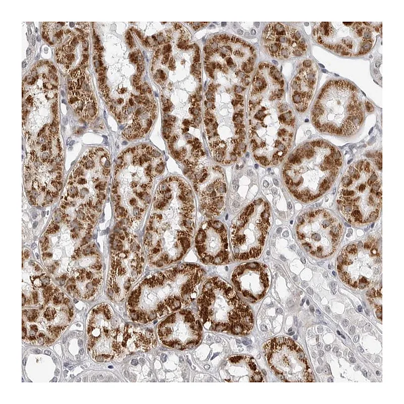 Atlas Antibodies Anti-FAM135B Antibody