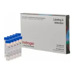 Thermo Fisher Scientific Fluo-4, AM, cell permeant